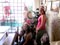 Rotary Club de Curitiba Oeste | Interact | Lar S�o Sebasti�o